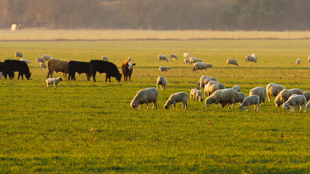 Cattle and sheep in field AdobeStock_5678776