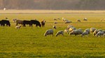 Cattle and sheep in field AdobeStock_5678776